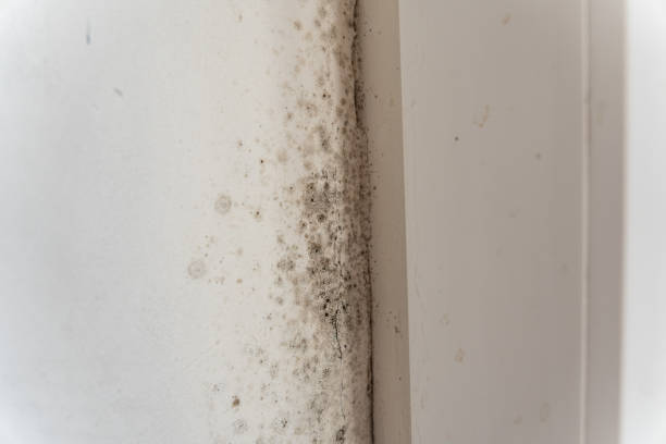 Mold Documentation for Insurance Claims